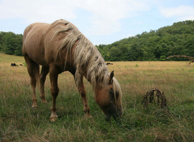 Обои картинки фото животные, лошади, луга, трава, конь, лошадь