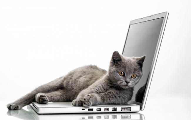 Обои картинки фото животные, коты, laptops, ноутбук, cats, кот, glance