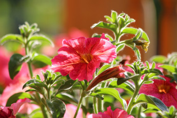 Картинка цветы петунии +калибрахоа цветение природа петуния лето красота дача