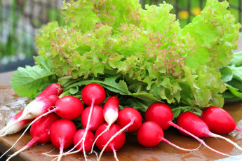 Картинка еда редис +репа +редька природа весна витамины май урожай салат листовой красота дача зелень вкусно