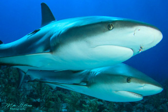 Картинка животные акулы океан море большая опасная акула