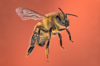 обоя животные, пчелы,  осы,  шмели, пчела