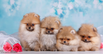 Картинка животные собаки фотоссесия собачки фон цветы