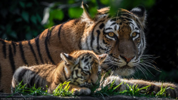Картинка животные тигры мох камень тигрёнок котёнок взгляд кошка амурский тигр