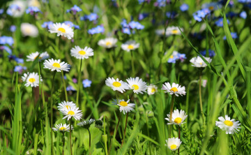 Картинка цветы маргаритки трава весна природа дача незабудкии цветение красота
