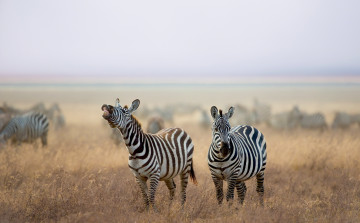 Картинка животные зебры савана природа