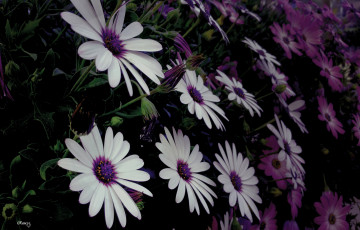 Картинка цветы остеоспермумы лето цветение белые