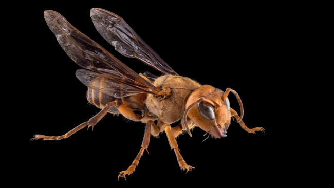 Обои картинки фото животные, пчелы,  осы,  шмели, макросъемка