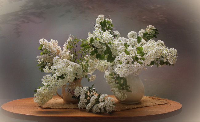 Обои картинки фото цветы, таволга , спирея,  лабазник, натюрморт, весна