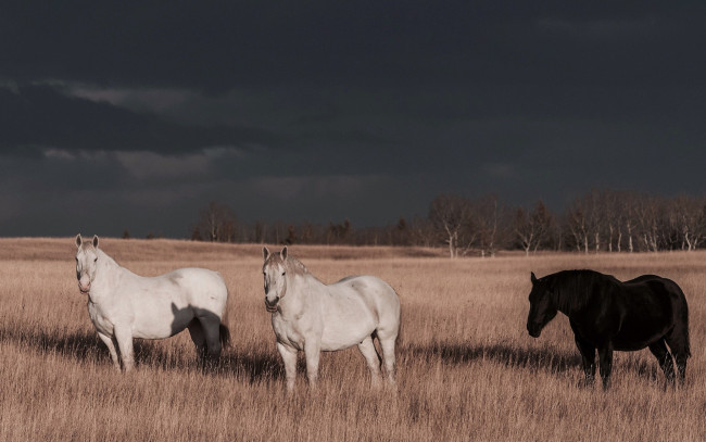 Обои картинки фото животные, лошади, деревья, облака, гроза, поле, солнечный, свет, тень