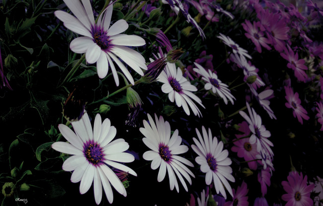 Обои картинки фото цветы, остеоспермумы, лето, цветение, белые