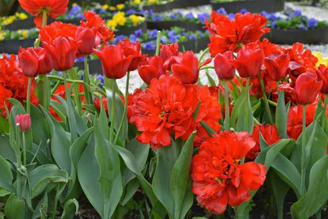 Обои картинки фото цветы, тюльпаны, много, лепестки, цветение, разноцветные