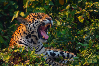 Картинка животные ягуары ягуар клыки морда хищник дикая кошка большая оскал