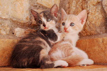 Картинка животные коты котята комочки шерсти няшные существа да и лучшие друзья человека мур мяу