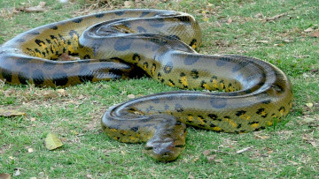 Картинка животные змеи +питоны +кобры змея анаконда трава