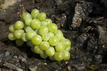 Картинка еда виноград зеленый гроздь