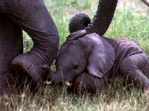 обоя животные, слоны