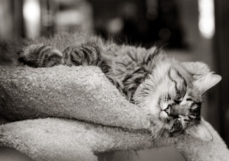 Картинка животные коты сон чёрно-белая