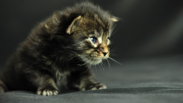 Картинка животные коты котенок мейн-кун