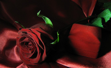 Картинка цветы розы ткань лепестки