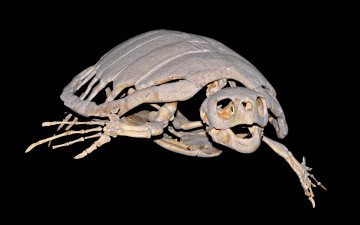 Картинка разное кости рентген скелет черепаха
