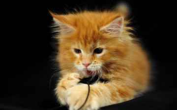 Картинка животные коты мейн-кун коетнок