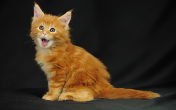 Картинка животные коты мейн-кун котенок мяу