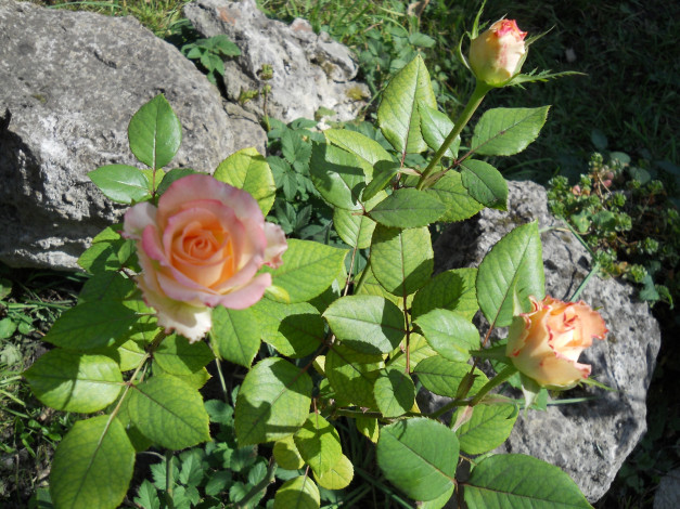 Обои картинки фото цветы, розы, камни, бутоны