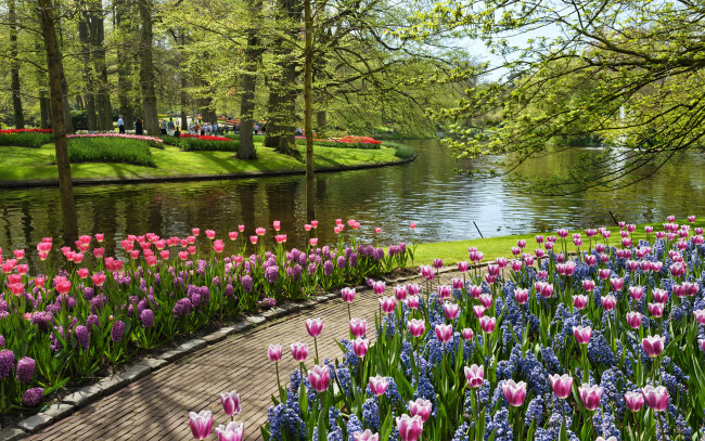 Обои картинки фото природа, парк, цветы, пруд