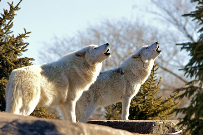 Обои картинки фото животные, волки, вой, белый, хищник