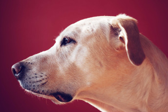 Картинка животные собаки лабрадор ретривер