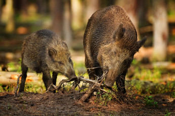 Картинка животные свиньи кабаны хрюндель корни обед