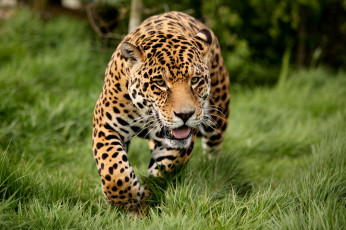 Картинка животные Ягуары пятна хищник мощь морда