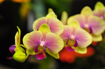 Картинка цветы орхидеи ветка яркий
