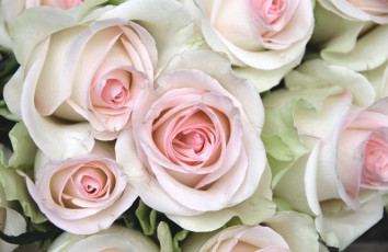 Картинка цветы розы бледно-розовый лепестки