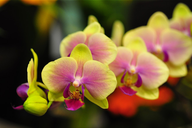 Обои картинки фото цветы, орхидеи, ветка, яркий