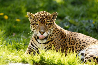 Картинка животные Ягуары ягуар отдых