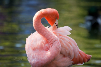 Картинка животные фламинго чистка перьев розовый