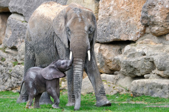 Картинка животные слоны мама малыш