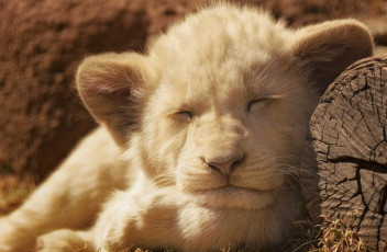 Картинка животные львы спящий львёнок