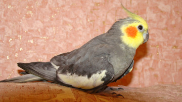 Картинка корелла животные попугаи попугай