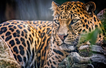 Картинка животные леопарды хищник кошка