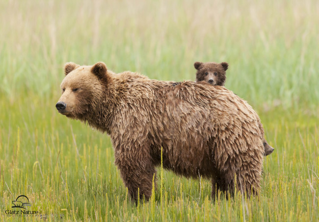 Обои картинки фото животные, медведи, медведица, медвежонок, трава, луг, материнство