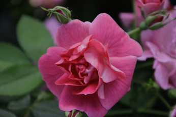 Картинка цветы розы цветение лепестки розовая роза бутон