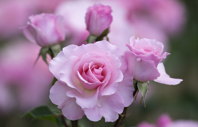 Обои картинки фото цветы, розы, розовый, красота