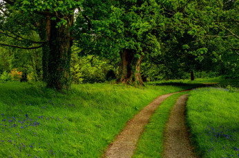 Картинка природа дороги лес дорога трава