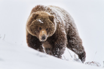 Картинка животные медведи зима природа медведь снег