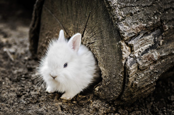 Картинка животные кролики +зайцы фон природа кролик
