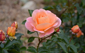 Картинка цветы розы бутоны персиковая роза