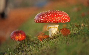 Картинка природа грибы +мухомор мох